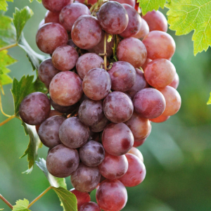 Bower & Branch Fall Fruiting Seedless Grape Vines