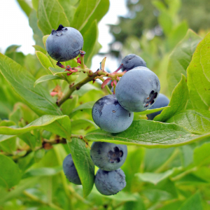 Bower & Branch Highbush Blueberry Bushes